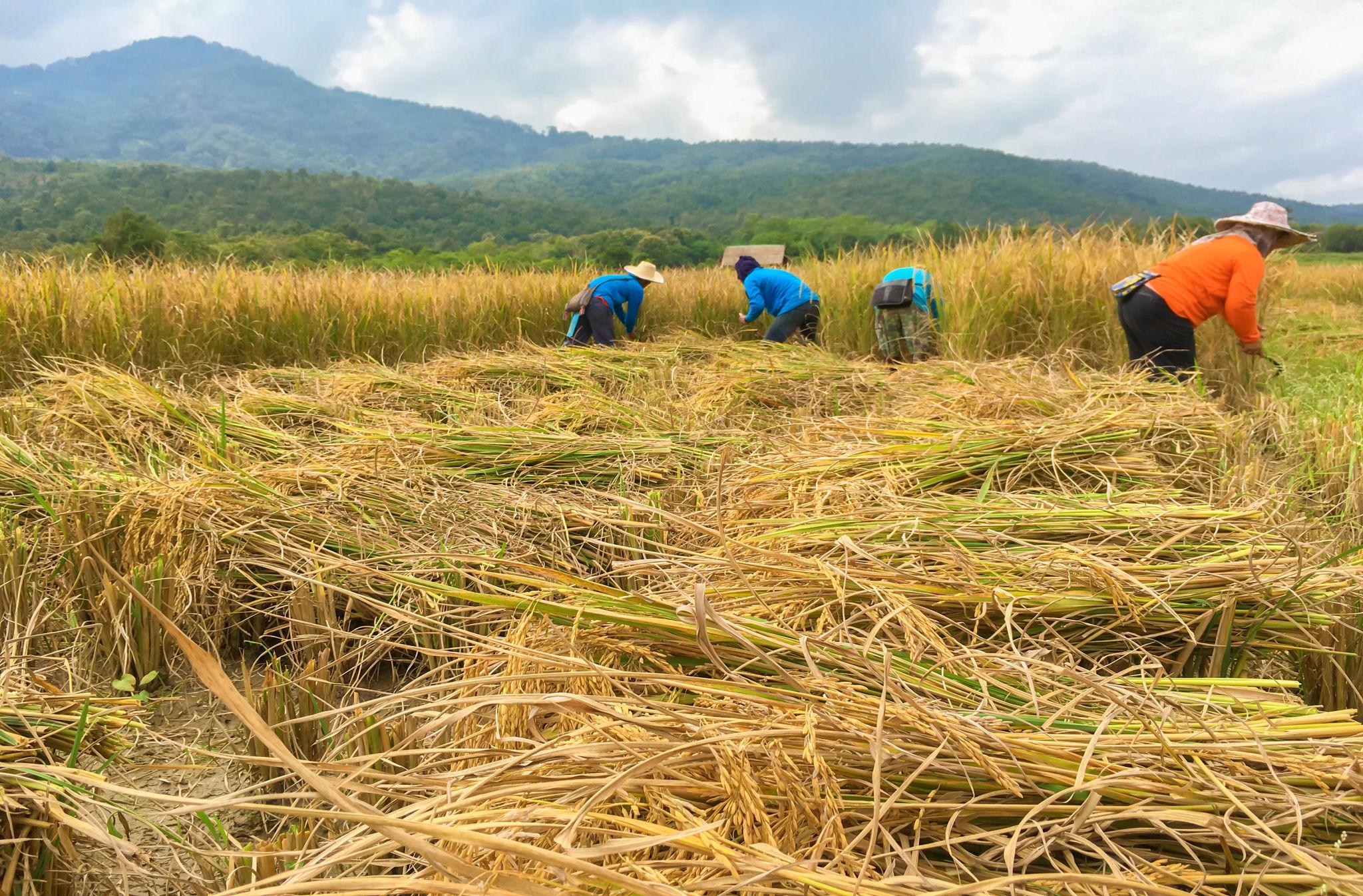 Thai rice farmers harvesting in fields