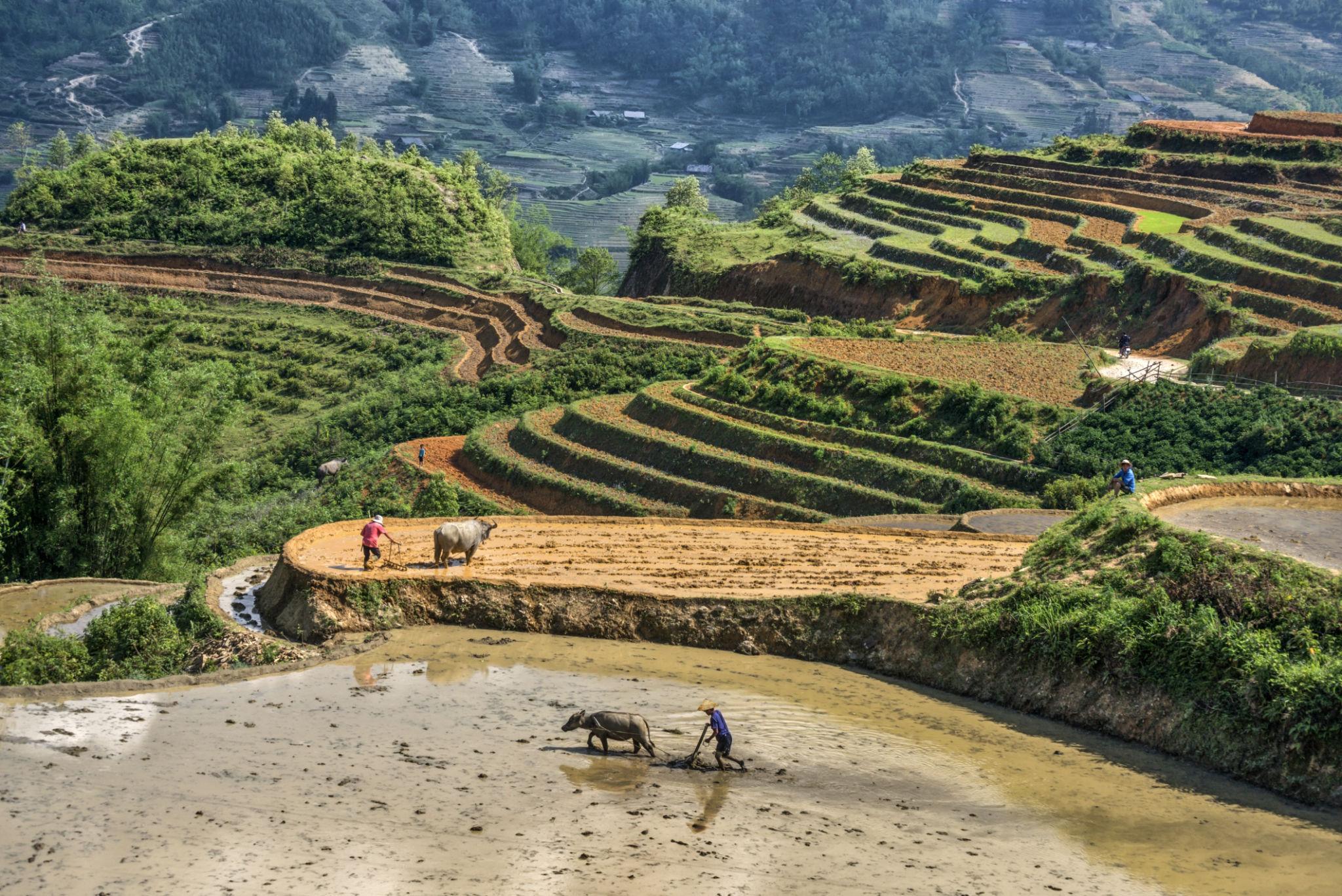 Sapa rice terraces with farmers and water buffalo Vietnam